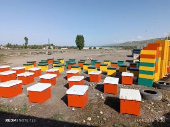 пчелиный ящик: Бал челектер сатылат аарысы менен парода карника 10 рамкалык корпусной