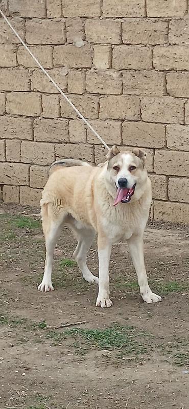 İtlər: Qurdbasar, 8 ay, Erkek — 1