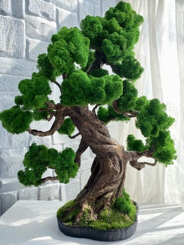 комнатные деревья: Бонсай «Престиж» Цена - 6500 сом ✅100% ручная работа из