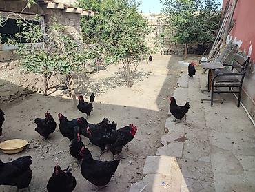 zvanok it type 0: Salam akeykum avstralorp yumurtaları satılır təmiz qandi.istiyen olsa — 5