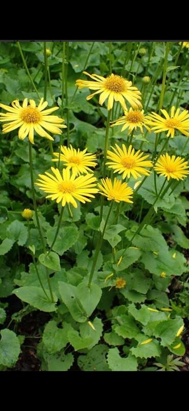 Садовые цветы и кустарники: Саженцы цветка — 10