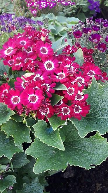 Otaq bitkiləri: 🌹Senaria gülü topdan ve perakende satışı. 💳SAY çox olsa endirim — 8