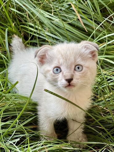 котята в добрые руки: 2 месяца, Девочка