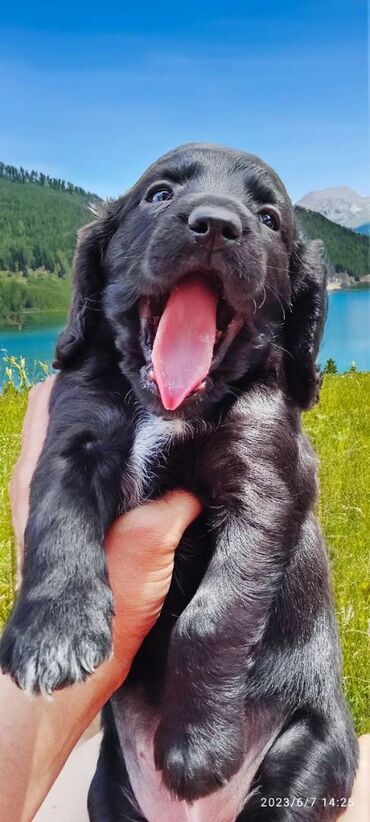 Продажа собак: Спаниель, 3 месяца, Самка, С прививкой — 9