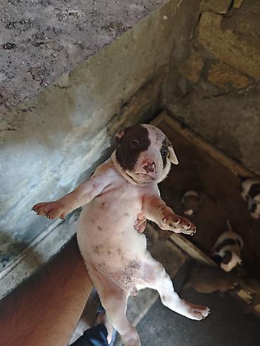 İtlər: Pitbul, 1 ay, Dişi, Ödənişli çatdırılma -da lalafo.az — 4 İtlər: Pitbul, 1 ay, Dişi, Ödənişli çatdırılma — 4