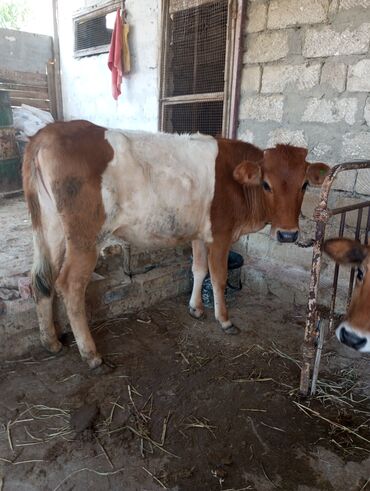 cins keci: Danalar satılır ikisidə dişidi. Ünvan Zığ kəndi