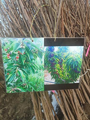 Яблоня: Саженцы плодовых деревьев (разные сорта) - Черешня «Мелитополь — 6