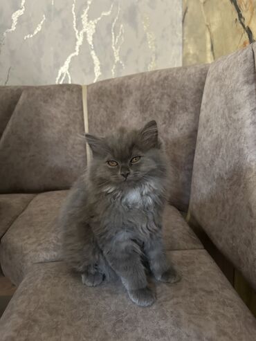 Akvariumlar: Şotland, Dişi, Yaxşı əllərə, Ünvandan götürmə