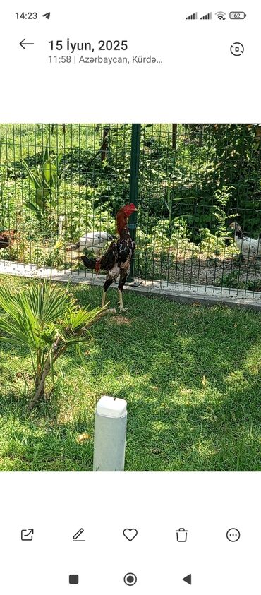 Inəklər, öküzlər: Heyratı xoruz 2 yaşı var 1 dəfə meydanda udub birdefe nisiye saxlayıb