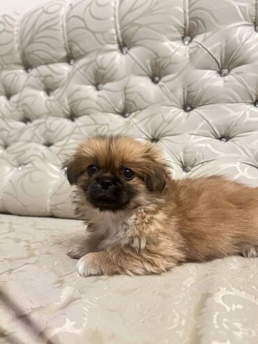 qaz balasi satilir: Pekines, 2 ay, Erkek, Ünvandan götürmə