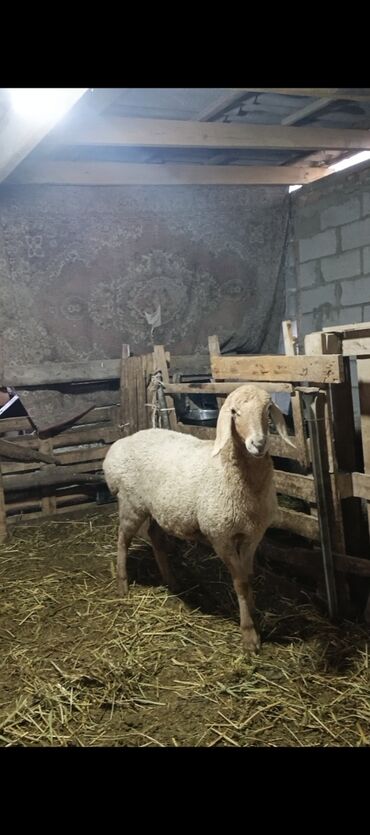 объявления о собаках sobaka: Продаю | Овца (самка) | Арашан | Для разведения | Племенные