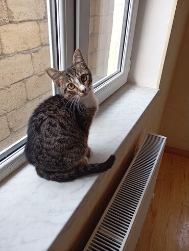 Pişiklər: Yaxşı əllərə — 9