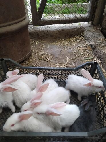 кролики бишкек: Продаю | Крольчата | Для разведения