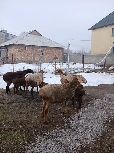 Баран, овца: Продаю | Овца (самка) | Для разведения | Матка — 9