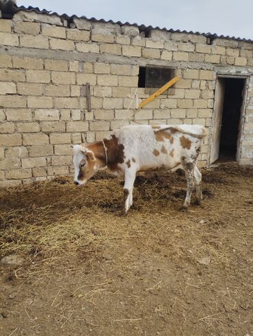 Dana, buzov: Dana, buzov, Dişi, ay: 1, Südlük, Ünvandan götürmə — 7