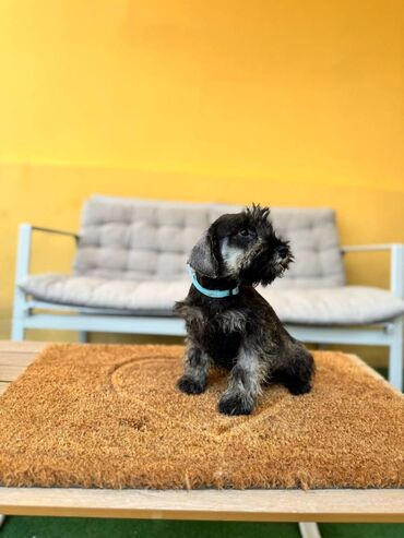 Psi: Odgajivacnica Pet house nudi prelepe stence Patuljastog snaucera Biber — 4