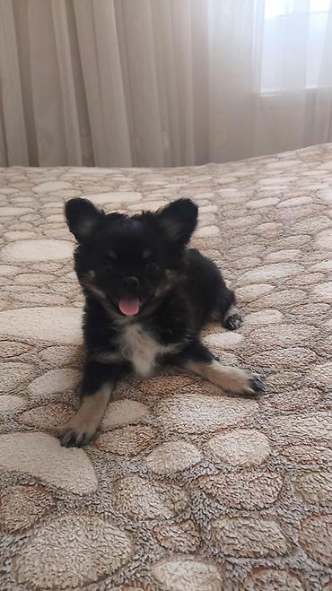 fantom dermani: Çixuahua, 3 ay, Erkək, Peyvəndli, Pulsuz çatdırılma — 4