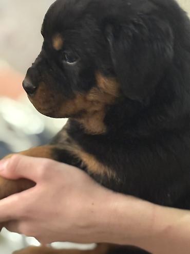 Продажа собак: Щенок породы ротвейлер Описание: - Породный щенок с классическим — 1