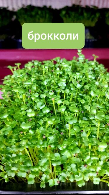 Здоровое питание: Продается вкусная красивая и очень полезная микрозелень в большом — 11