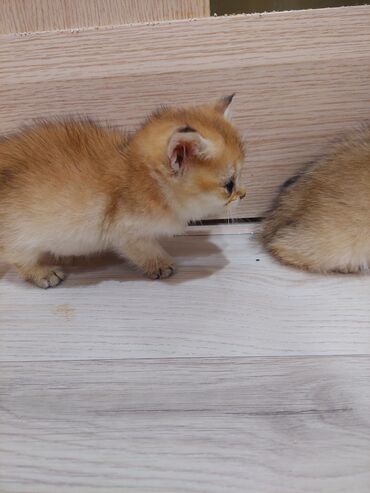 Pişiklər: Qızıl şinşilla, Erkək, Dişi, Yaxşı əllərə, Ünvandan götürmə — 13