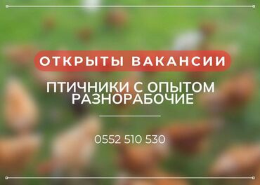 ала тоо ж м: Требуется Птичник, Оплата Ежемесячно, Официальное трудоустройство