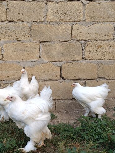 Biologiya: 5 eded ag reng brama.4 ayliq. 1 xoruz 4 fere.Cem shekilde satilir