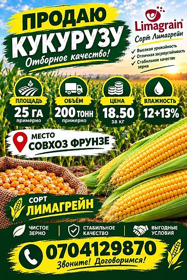 талгарка груша: Кукуруза сорта Лимагрейн — отборное качество. Характеристики: - — 1