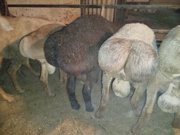 корм для коров цена: Продаю | Баран (самец) | Гиссарская, Арашан | На забой