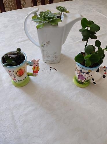 kala: 3 ədəd otaq bitkiləri: pul ağacı (krasula), daş gülü (echeveria) və — 5