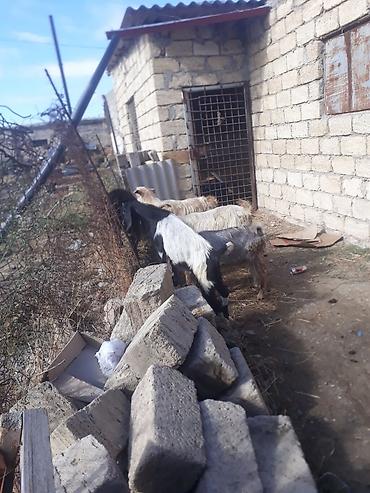 bildircin əti satisi: 5 erkek tecli satlir — 2
