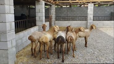 Бараны, овцы: Продаю | Ягненок | Арашан | Для разведения | Ярка