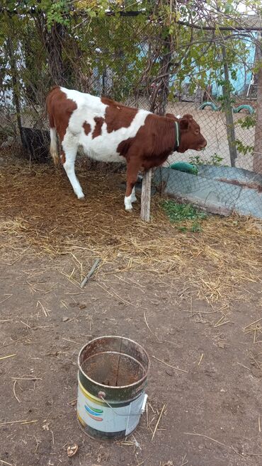 сколько стоит конь: Qırmızı-ağ rəngli cins buzaq/sığır - Növ: iri buynuzlu mal-qara