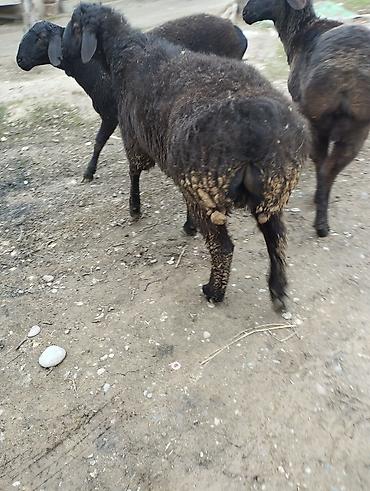 Баран, овца: Продаю | Овца (самка) | Для разведения — 1