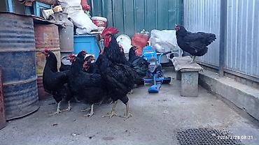 Куры, петухи: Продаю | Инкубационные яйца | Для разведения — 17