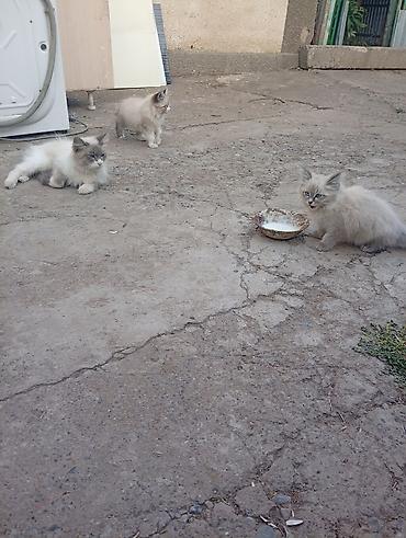 собака из приюта: Кошка даром: Сибирская, 4 месяца, Мальчик — 4
