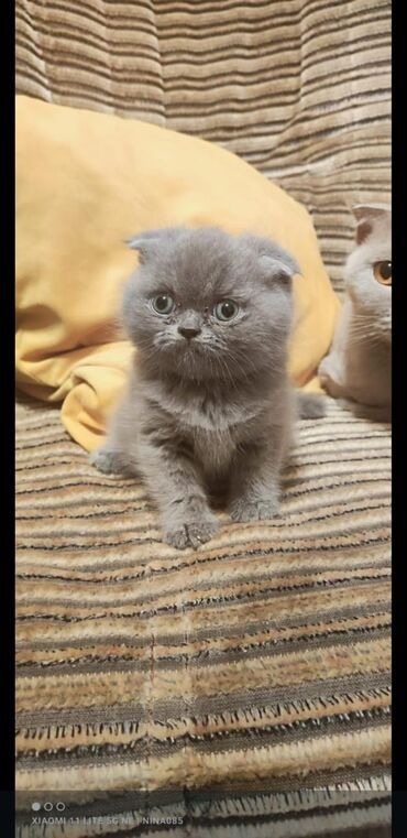 шиншилла кошка цена: Британская, Самка, Самовывоз, Платная доставка