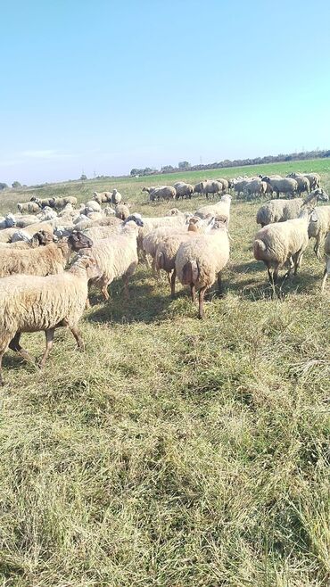 аксессуары для больших собак: 2 Noyabr 400 baş Boğaz Şişəklər Satılır sürü super vəzyətdədi Kim