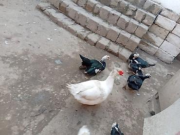 Ördəklər: TECİLİ SATİLİR 2 ERKEY 10.DİŞİ HAMSİ BİRLİKDE SATLİR KOM ŞEKLİNDE 25 — 11