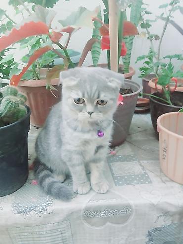 şotland pişiy: Şotland — 1