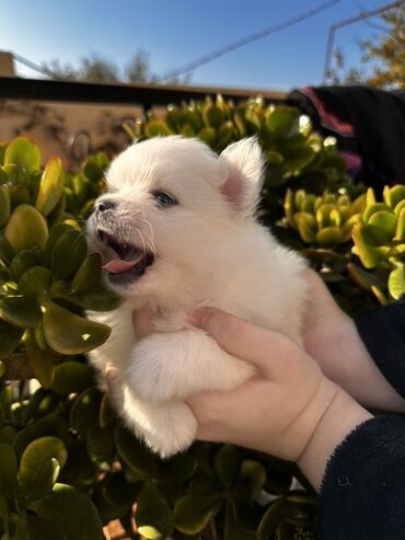 İtlər: Şpitz — 5