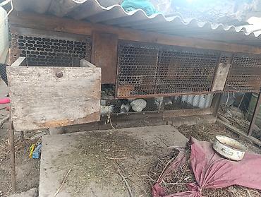 Продается металлическая клетка можно для кроликов можно для птиц at lalafo.kg Продается металлическая клетка можно для кроликов можно для птиц