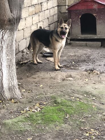 pudel itlər: Alman çoban iti, 11 ay, Erkek, Peyvəndli, Ünvandan götürmə