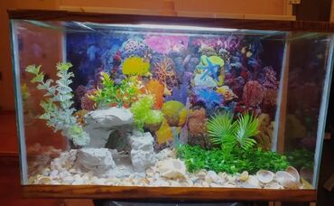 Akvariumlar: Akvarium balıqları aksesuarlar yem tor işıq — 3