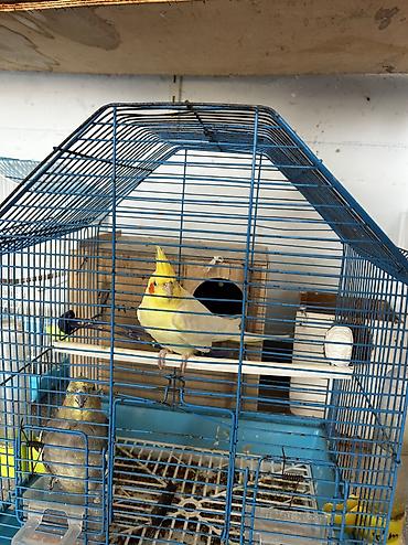 tutuquşu satışı az: 3 dene Korelladı Tecili satılır yazn Ucuza Razılaşaq hamsı biryerde — 1