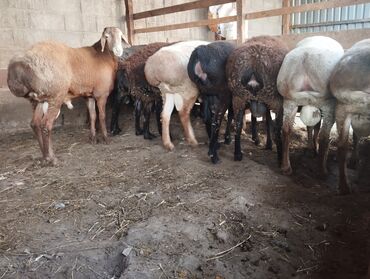 цены породистых собак: Продаю | Баран (самец) | Для разведения | Племенные