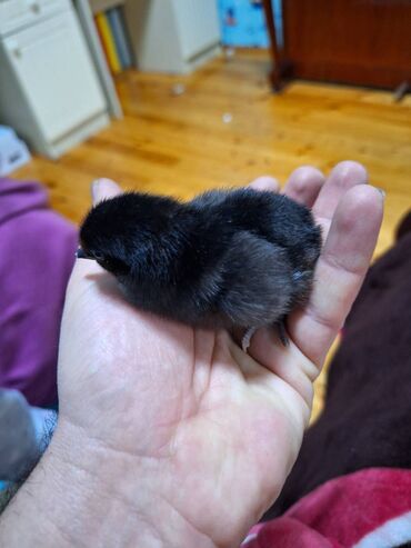 Toyuqlar: Toyuq, Australorp, Damazlıq, Ödənişli çatdırılma, Rayonlara çatdırılma, Ünvandan götürmə — 13