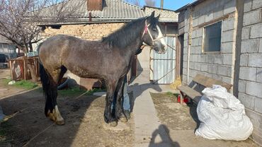Лошади, кони: Продаю | Кобыла (самка) | Английская | Для разведения, Конный спорт