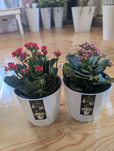 каланхое гулу: Каланхоэ (Kalanchoe blossfeldiana) в декоративных пластиковых кашпо — 1