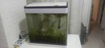 akvarium baliqlari satilir: Nano Akvarium MinJiang 22 litr satilir bitkiler ile birlikde ve qum