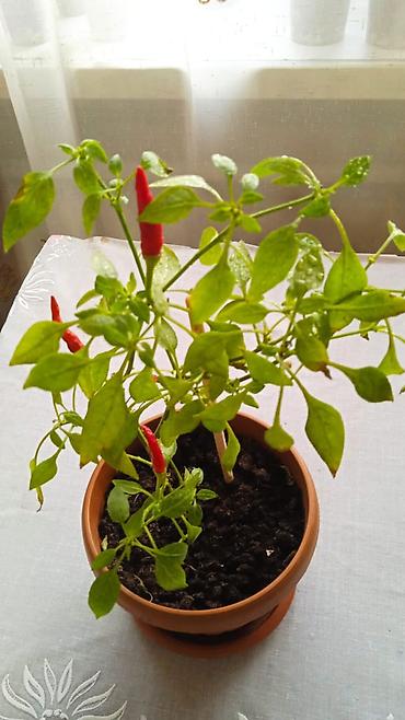 Другие комнатные растения: Разные комнатные растения. Чтобы узнать стоимость конкретного растения at lalafo.kg — 10 Другие комнатные растения: Разные комнатные растения. Чтобы узнать стоимость конкретного растения — 10